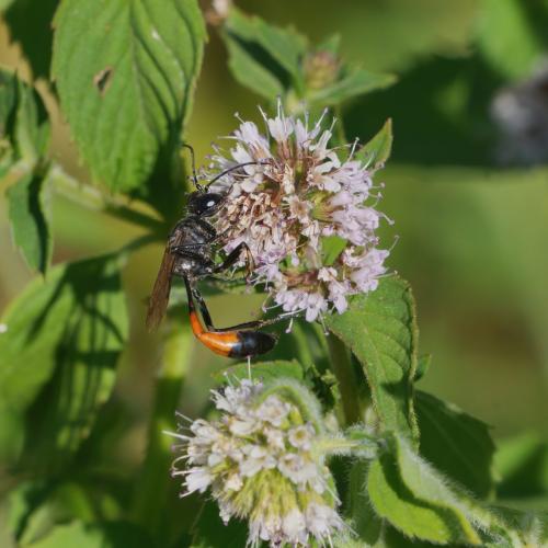 Ammophila sabulosa